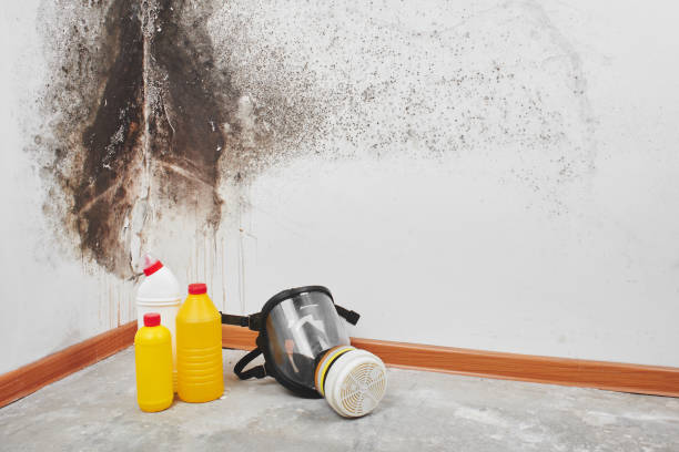 Best Fast Mold Removal  in Ripon, WI