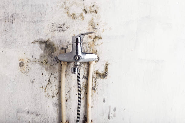Best Residential Mold Removal  in Ripon, WI