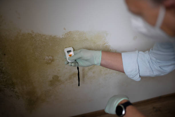 Best Emergency Mold Removal  in Ripon, WI