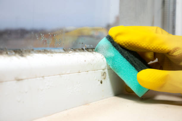 Best Residential Mold Removal  in Ripon, WI