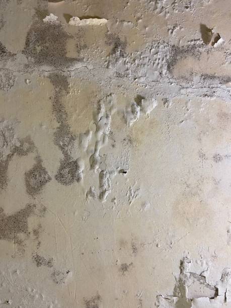 Best Attic Mold Removal  in Ripon, WI