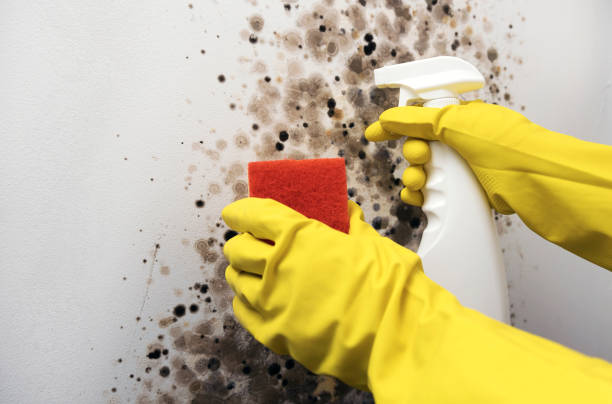 Best Black Mold Removal  in Ripon, WI