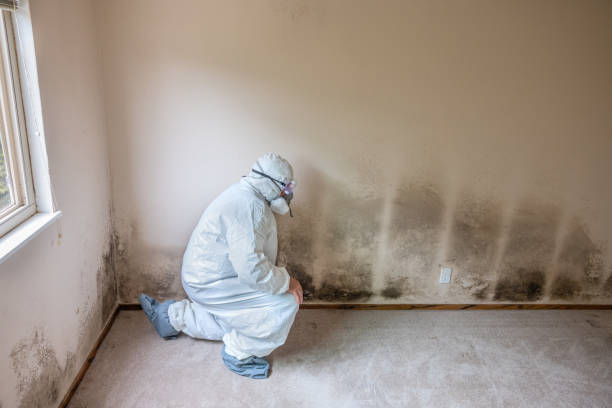 Best Certified Mold Removal  in Ripon, WI