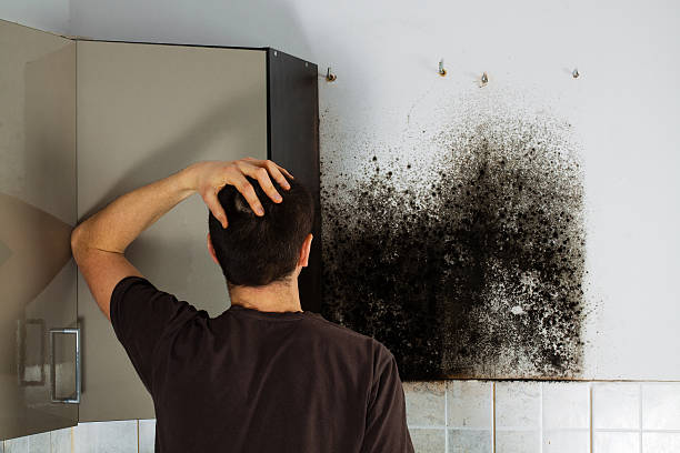 Best Professional Mold Removal  in Ripon, WI